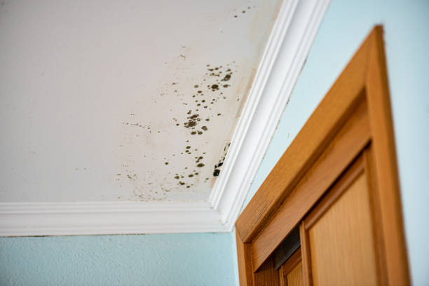 Best Mold Testing and Inspection Services in New Burlington, OH