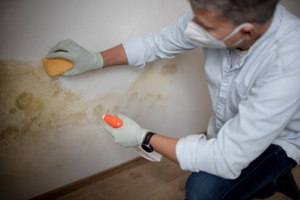 Best Kitchen Mold Remediation in New Burlington, OH