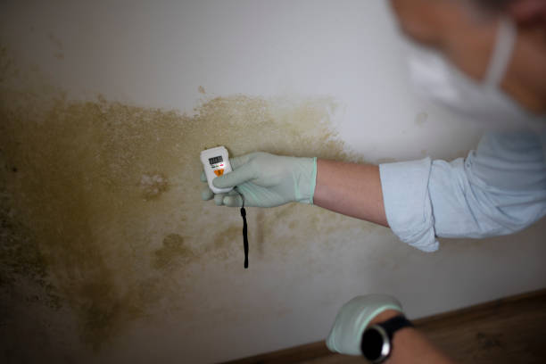 Best Bathroom Mold Remediation in New Burlington, OH