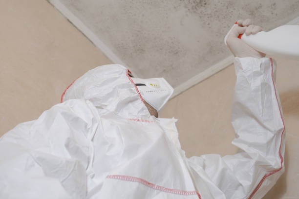 Best Industrial Mold Remediation in New Burlington, OH