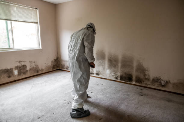 Best White Mold Remediation in New Burlington, OH
