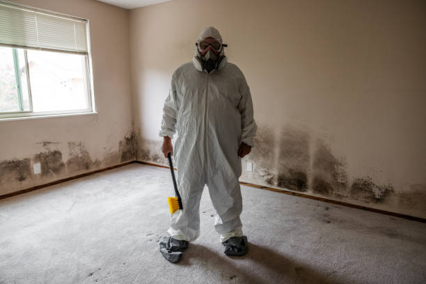Best Basement Mold Remediation in New Burlington, OH